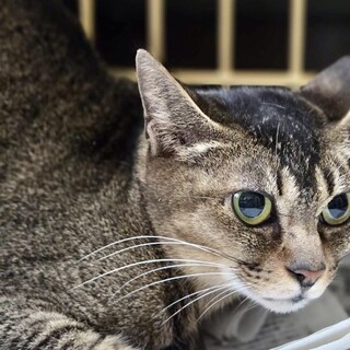 【5/18⭐️泉大津にて譲渡会】参加猫マオちゃん