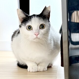 【里親募集中】白黒　子猫1歳未満の女の子