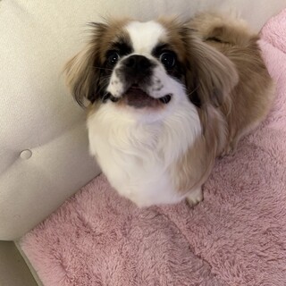 (問い合わせ有につき募集停止中)