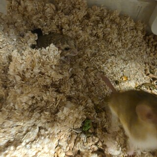 マカロニハムスター♂♀2匹