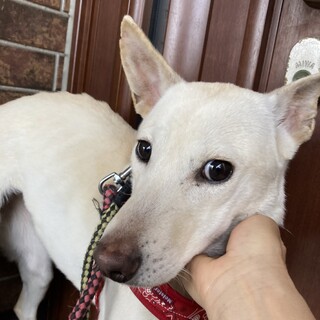 保健所からレスキュー！穏やかなシェルちゃん！