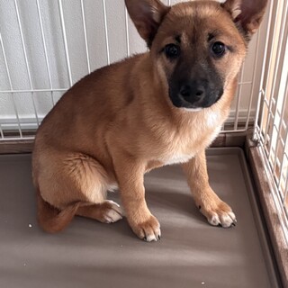 保健所からレスキュー！　可愛ステラなちゃん！