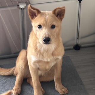 保健所からレスキュー！　元気なセント君！