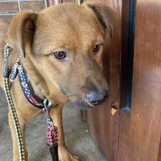 保健所からレスキュー！　人懐っこいニース君！