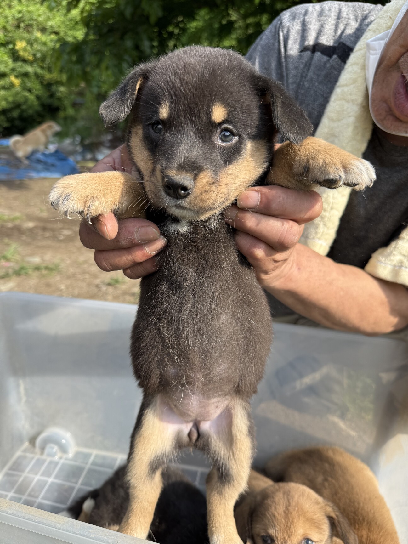 まろ眉の女の子」徳島県 - 犬の里親募集(515275) :: ペットのおうち