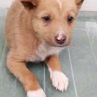 緊急！生後1ケ月の可愛い子犬　5月16日迄