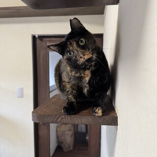 サビ　推定9歳　女の子