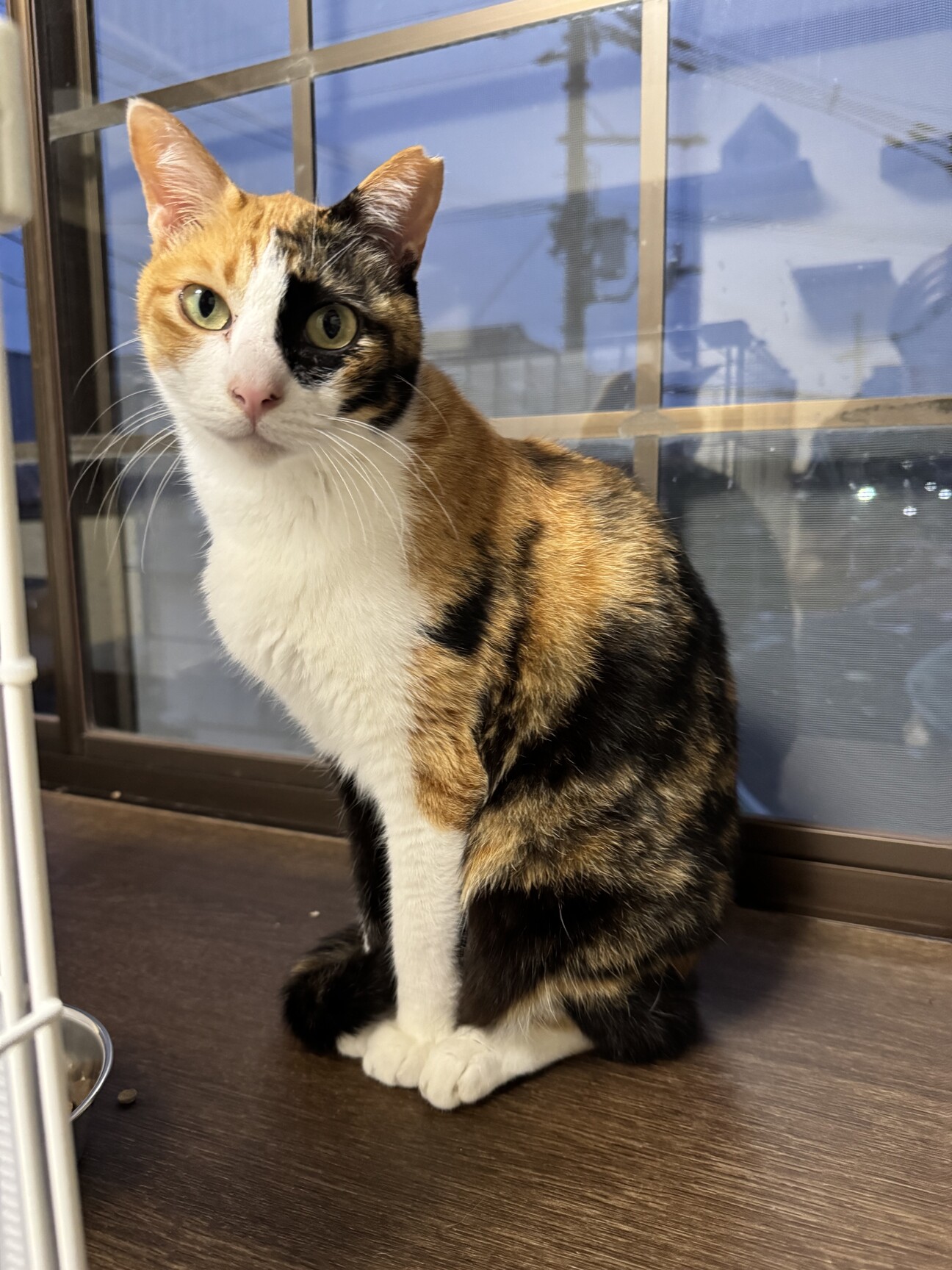 ふんばり親子猫　三毛猫 ふんばり親子猫 三毛猫 ふんばり親子猫 三毛猫 【公式通販】