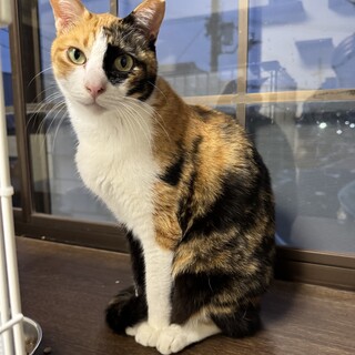 推定9歳　三毛猫　女の子