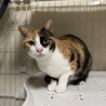 推定9歳　三毛猫　女の子