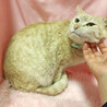 スリゴロ♪甘々クリーム茶トラ『ゆきまる君』３歳 サムネイル3
