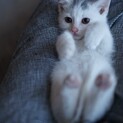 白猫のゆきちゃん♡お返事できるよ