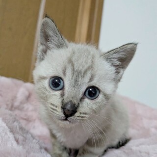 にゃんてかわいいの♡はこべちゃん♡