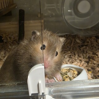 ゴールデンハムスター♀