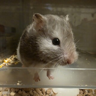 ゴールデンハムスター♀