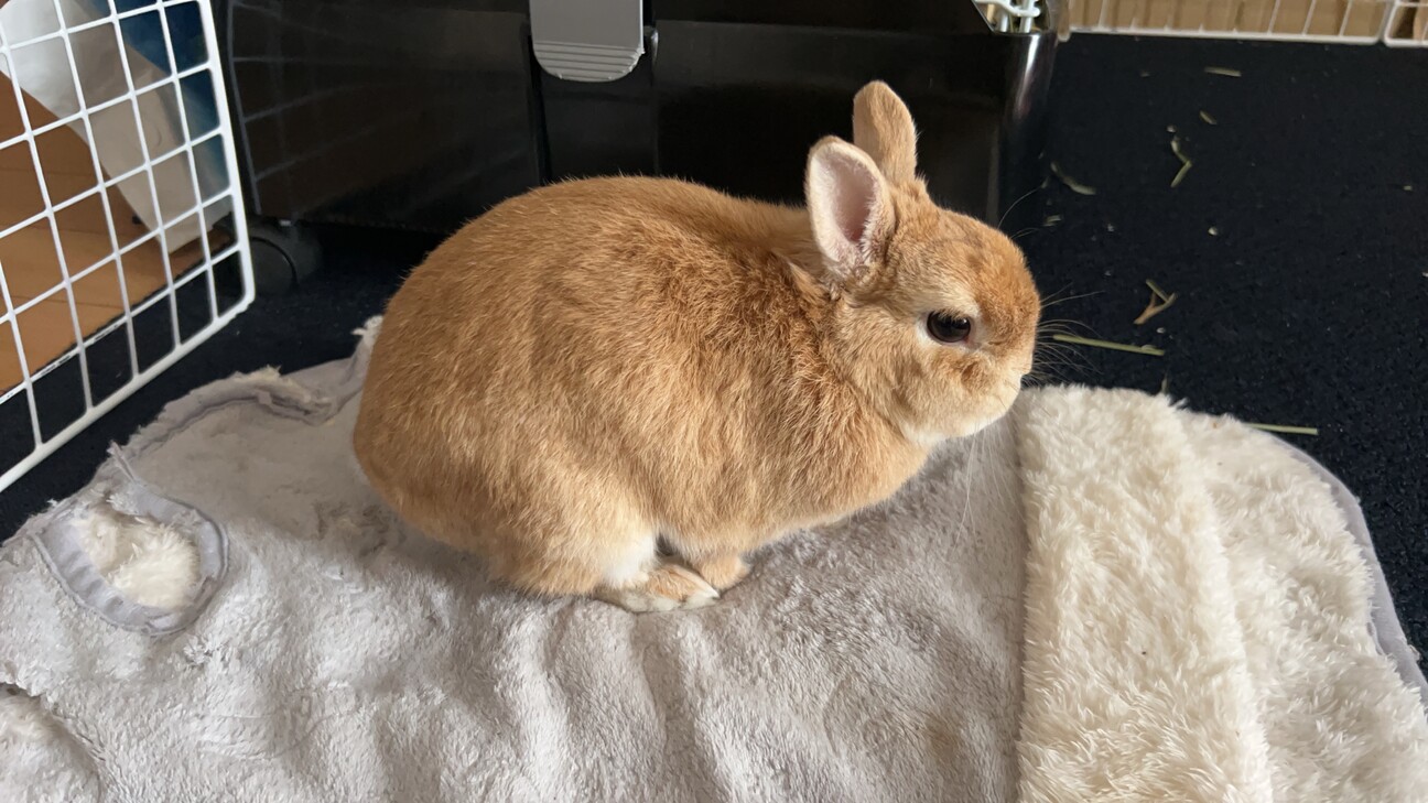 ネザーランドドワーフ男の子血統書付き サムネイル2