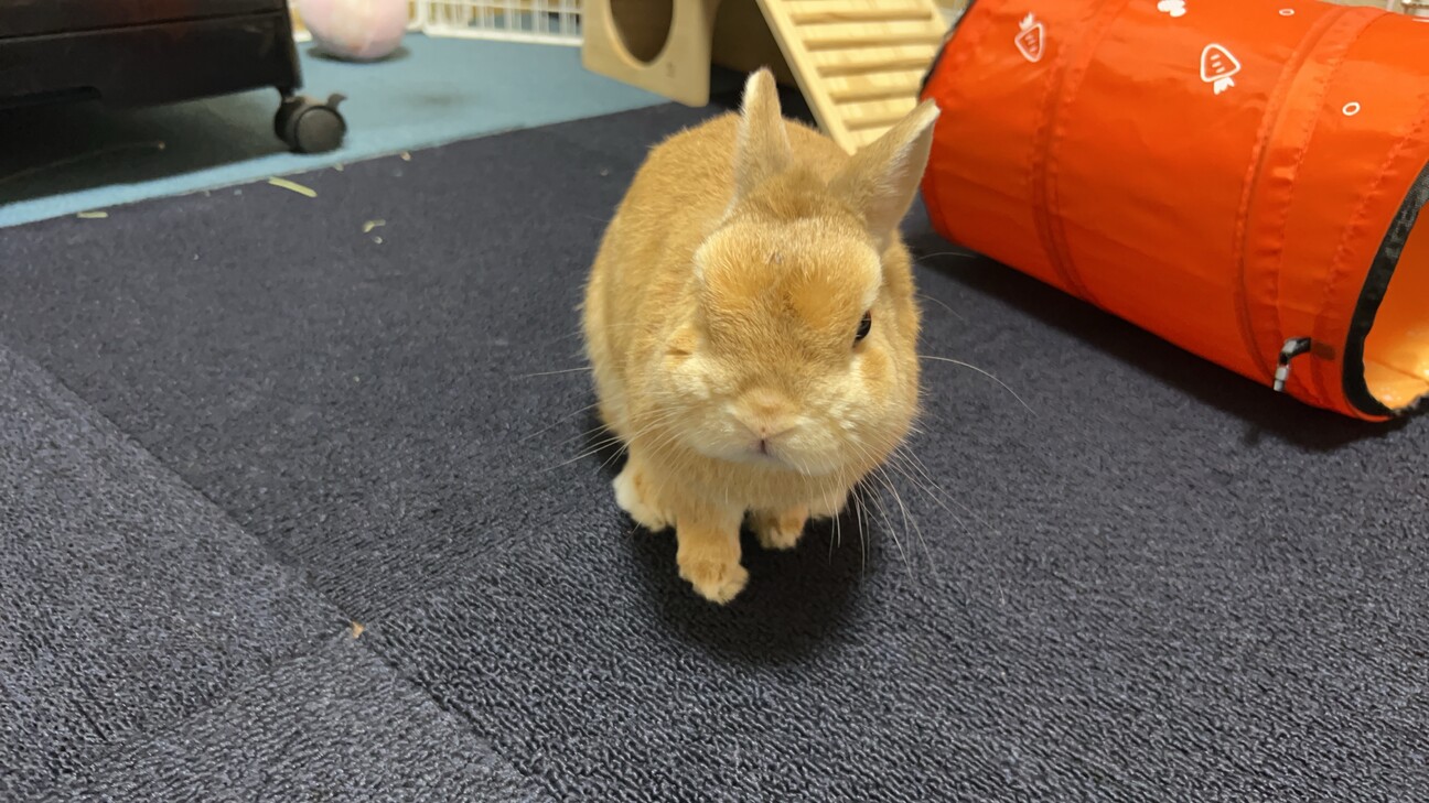 ネザーランドドワーフ男の子血統書付き サムネイル3