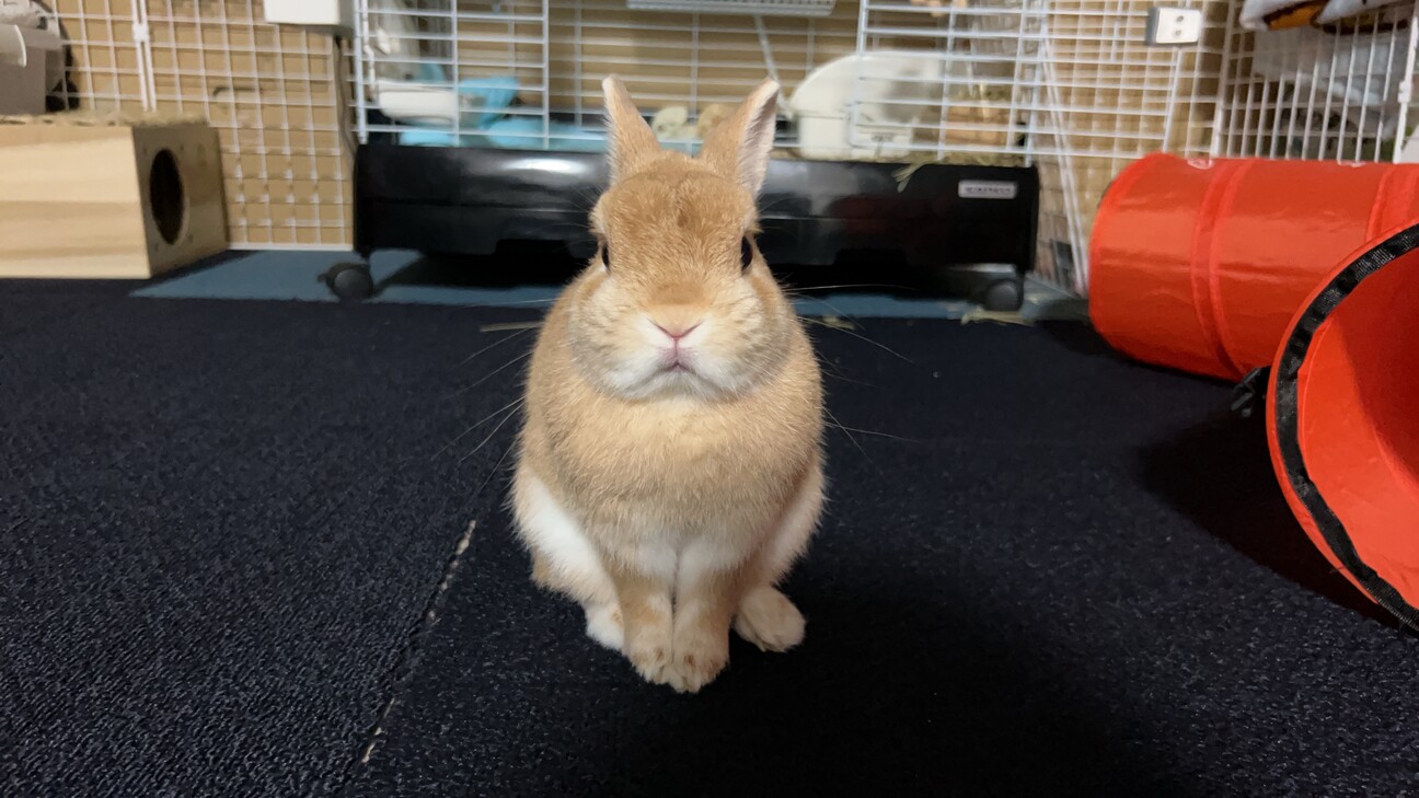 ネザーランドドワーフ男の子血統書付き サムネイル4