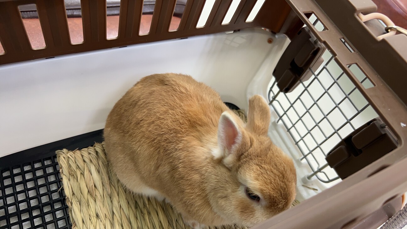 ネザーランドドワーフ男の子血統書付き サムネイル5