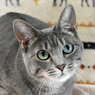 美人であまえんぼで、非の打ち所がない朱里ちゃん