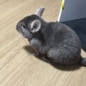 元気なチンチラ