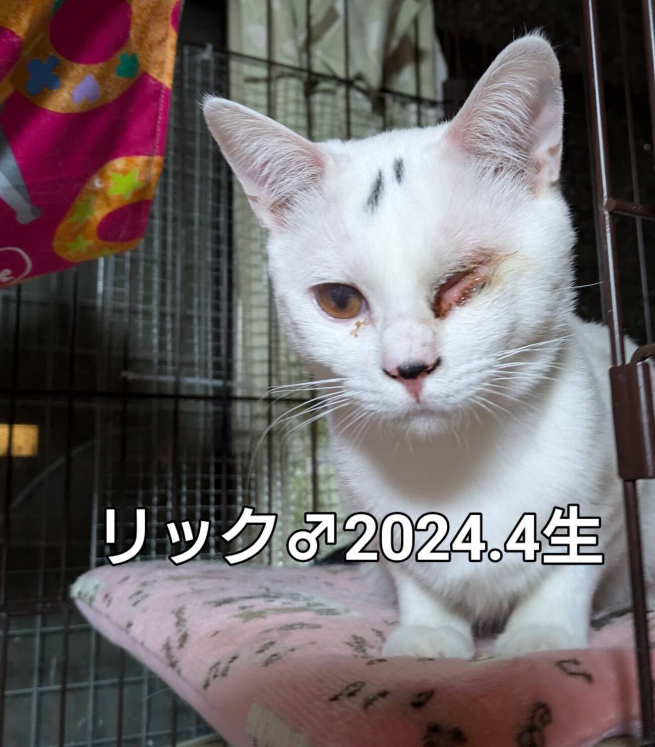 仮名＿リック」三重県 - 猫の里親募集(496571) :: ペットのおうち
