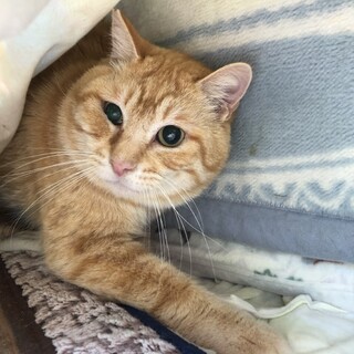 １２匹の仲間　　茶トラ　オス　さん太くん　