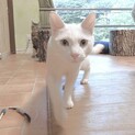 活発な白猫王子
