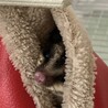 (里親さんが決まりました)フクロモモンガ　男の子 サムネイル3
