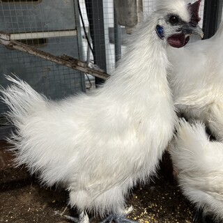 烏骨鶏、雄里親募集します。