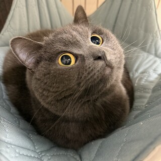 子供がアレルギーで至急猫の里親募集中です。