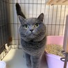 子供がアレルギーで至急猫の里親募集中です。 サムネイル2