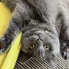 子供がアレルギーで至急猫の里親募集中です。 サムネイル3