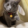 子供がアレルギーで至急猫の里親募集中です。 サムネイル4