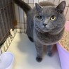子供がアレルギーで至急猫の里親募集中です。 サムネイル5
