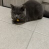 子供がアレルギーで至急猫の里親募集中です。 サムネイル6