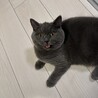 子供がアレルギーで至急猫の里親募集中です。 サムネイル7