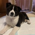 シッポぶんぶんフクくん