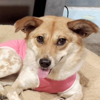 人も犬も大好きな甘えたさん