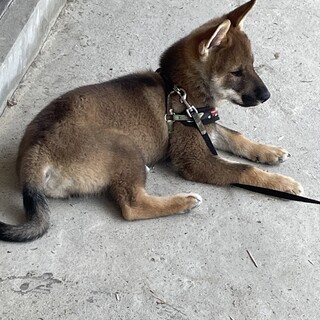 四国犬　3ヶ月の男の子　