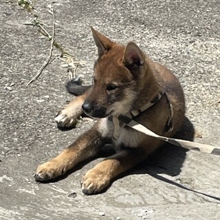 四国犬　3ヶ月の男の子