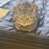 フワ子