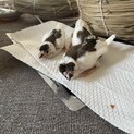 募集一時中断　十姉妹の雛の里親募集します！　