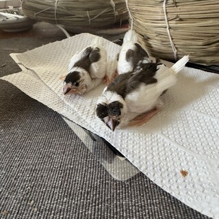 募集一時中断　十姉妹の雛の里親募集します！　