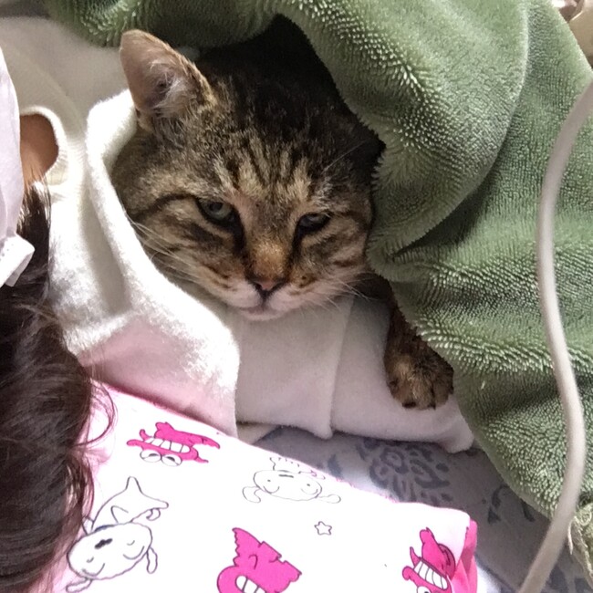 たなかれなのカバー写真