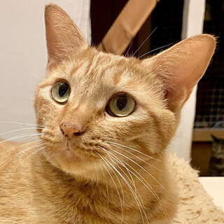 甘えん坊な茶とらの女の子＊チャコちゃん・5歳