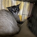 シャムミックス兄妹のお母さん