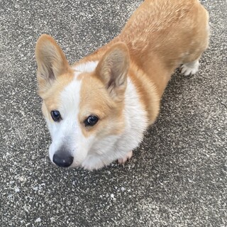 コーギー　女の子