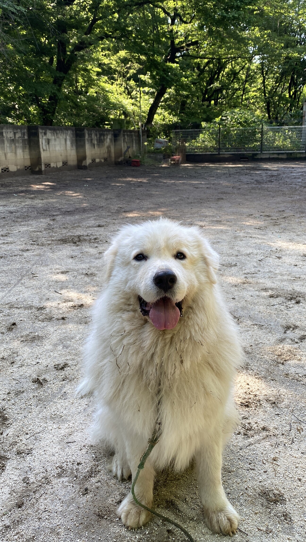 ピレネー犬のすべて ピレネー犬の2歳男の子、」大阪府 - 犬の里親募集(66046