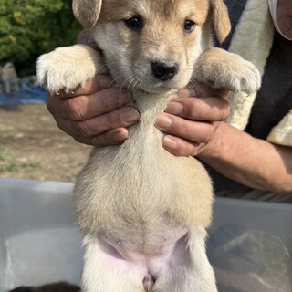 まろ眉白たびの女の子です♡